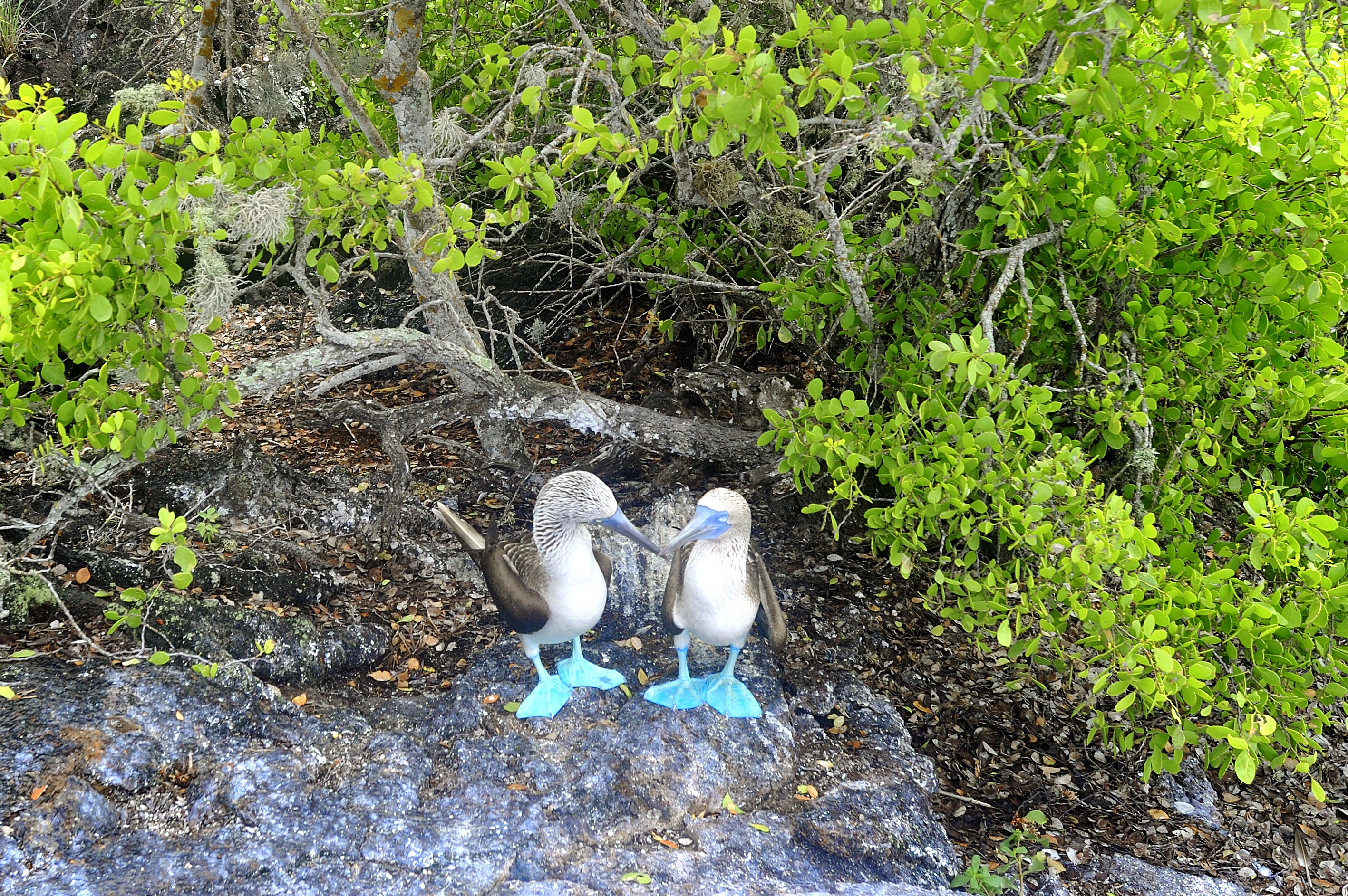 Blue-footed boobies couple Galapagos