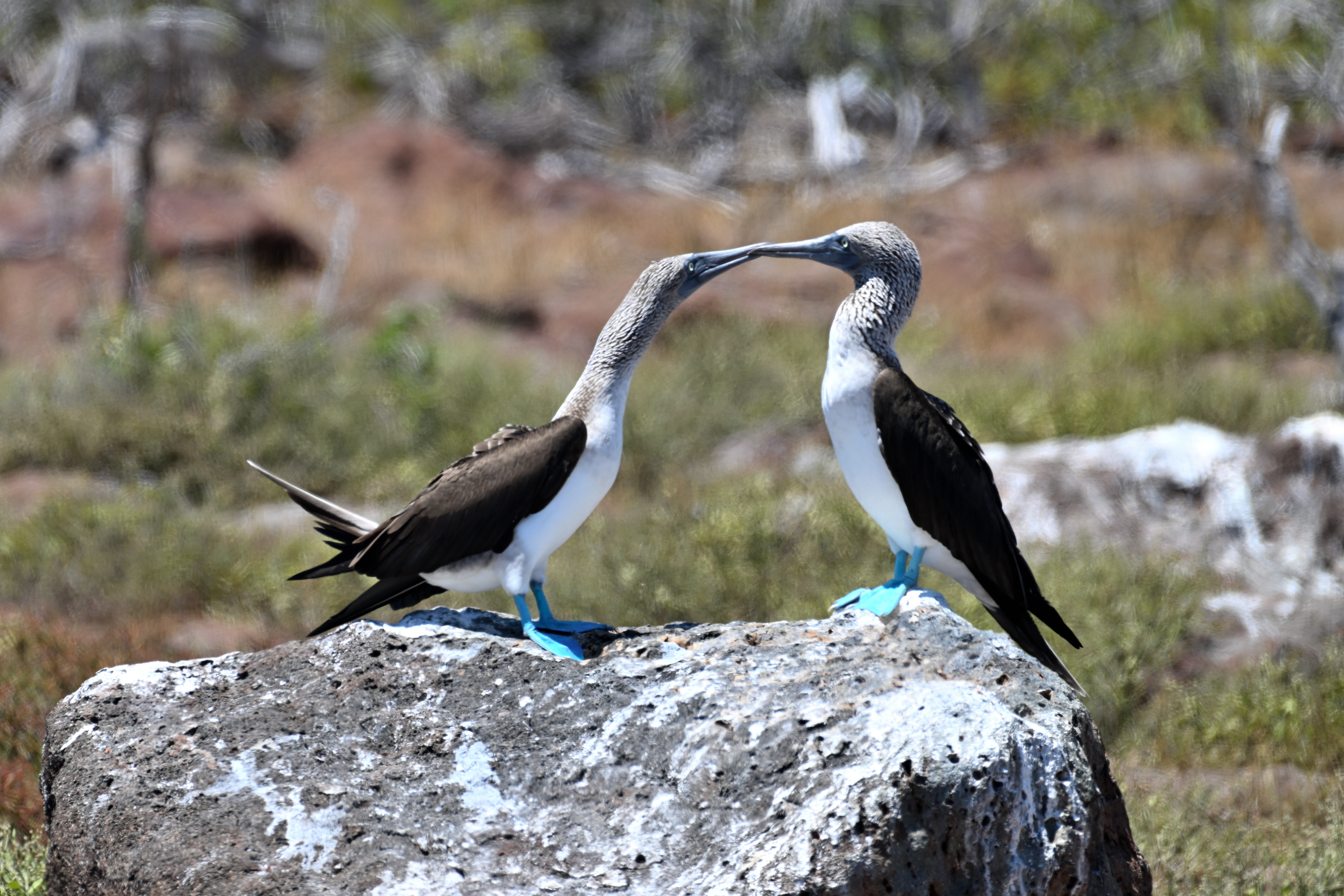 Blue-footed boobies Galapagos