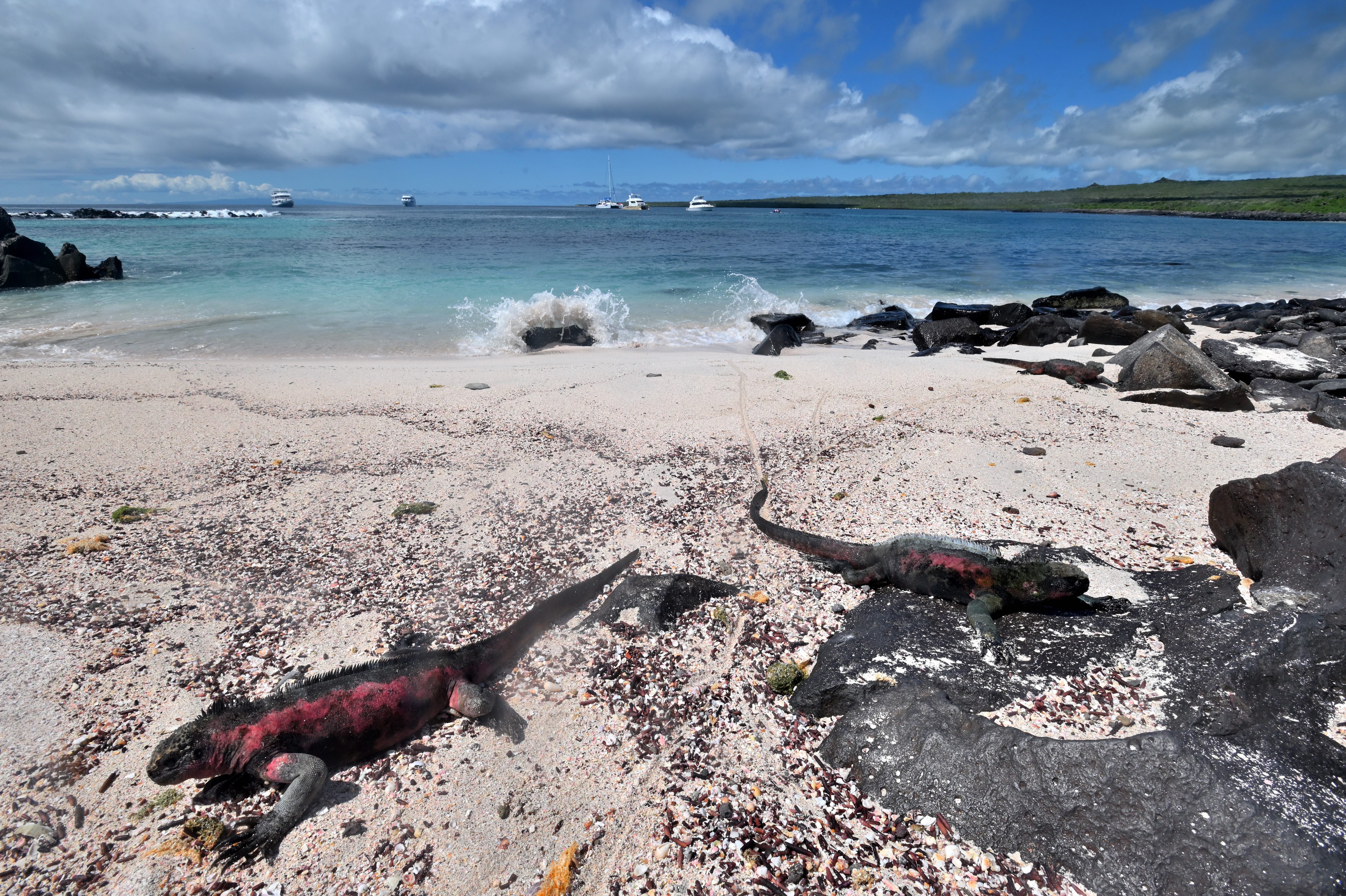 Galapagos iguanas beach