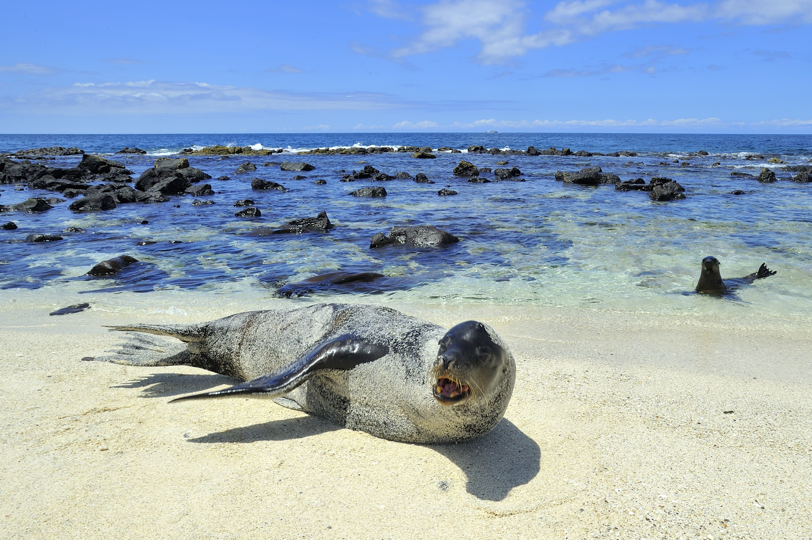 Sea lion Galapagos beach