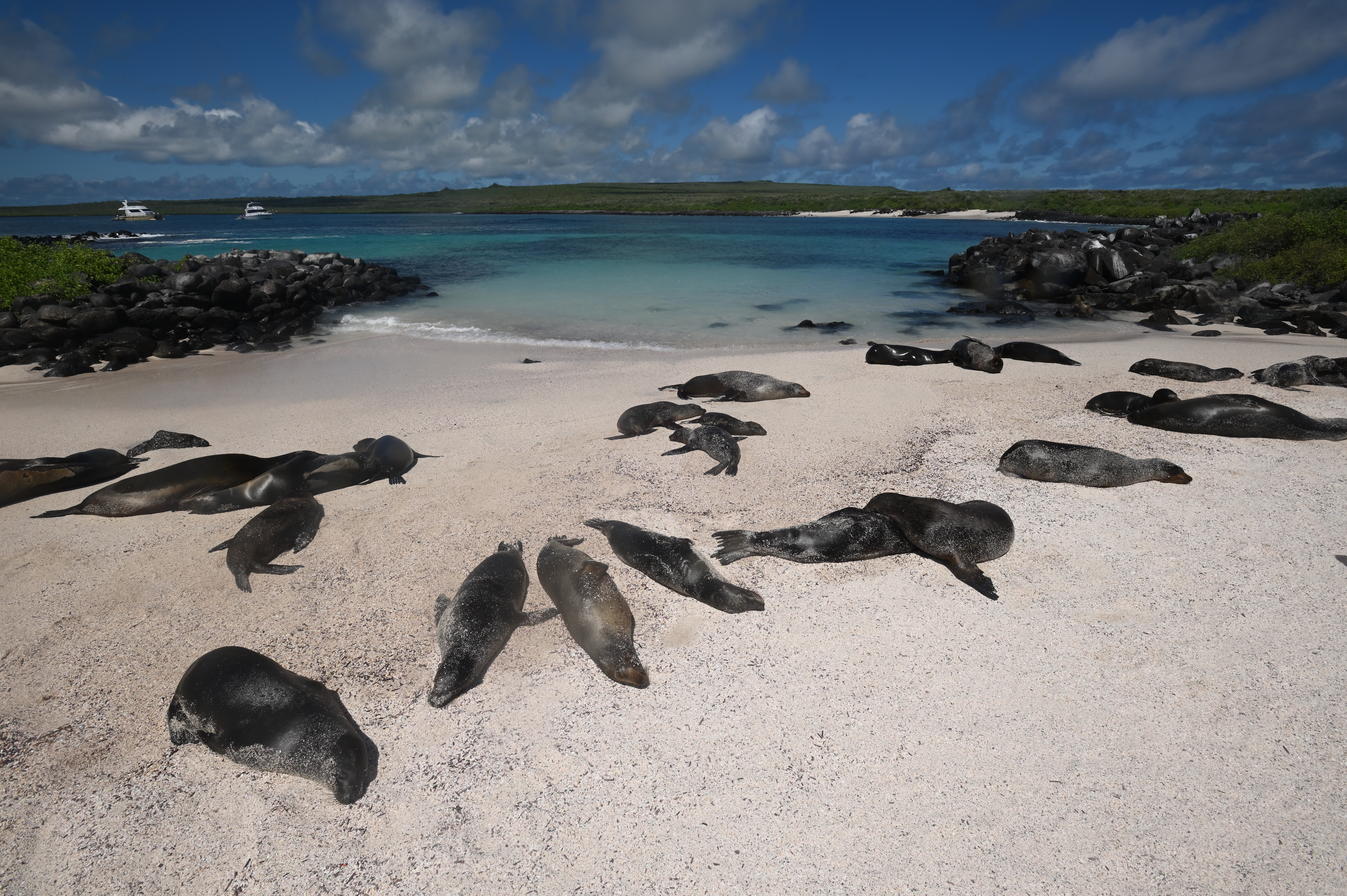 Galapagos beach sea lions